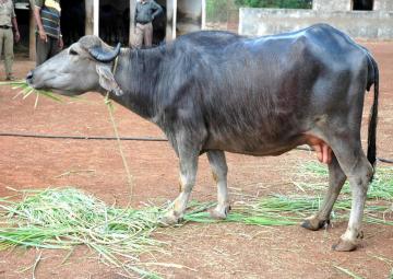 <p>The breeding tract of this breed is Kaira and Baroda district of Gujarat, India.</p>