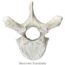 <p>What vertebrae is this?</p>