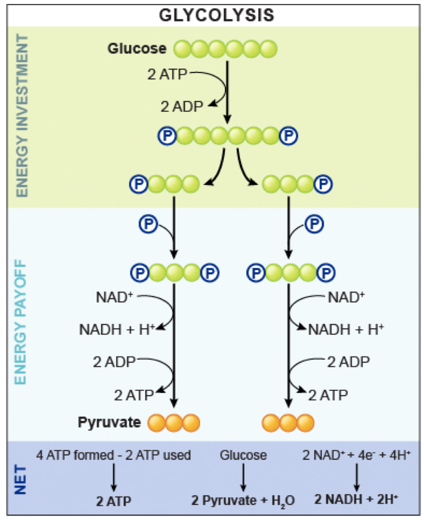 <h3><span class="heading-content"><u><strong>Glucose</strong></u></span></h3><ul><li><p>Reasonably reduced</p></li><li><p>Stored as <strong>Glycogen</strong></p></li><li><p>Hydrophilic</p></li><li><p>Low store (300g)</p></li><li><p>Used by all tissues (esp. by the brain)</p></li><li><p>Most readily available fuel (glucose transporters move to the cell surface)</p></li></ul><h3><span class="heading-content"><u><strong>Glucose Oxidation/Glycolysis</strong></u></span></h3><ul><li><p>All tissues</p></li><li><p>Wholly cytosolic</p></li><li><p>No O2</p></li><li><p>Very fast but inefficient</p></li><li><p>Pyruvate must be transported into mitochondria for full oxidation.</p></li></ul>