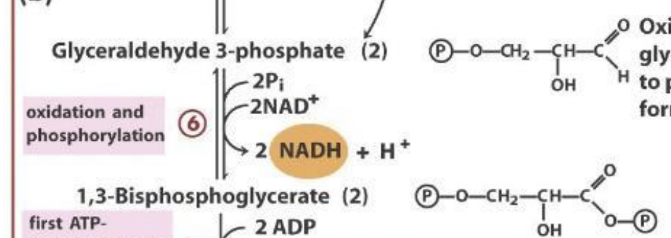 <p>-<strong>Inorganic phosphate (Pi) and oxidized nicotinamide adenine dinucleotide (NAD+): </strong>used by glyceraldehyde 3-phosphate dehydrogenase (GADPH) to make 1,3-BPG</p><p>-this is an electron transfer</p><p>-stored energy that’s used in many other rxns</p><p>-this is why the process is starting to payoff</p><p>-REMINDER: 2 rxns per 1 glucose (2Pi, 2NAD+, 2 NADH + H+) </p><p></p>