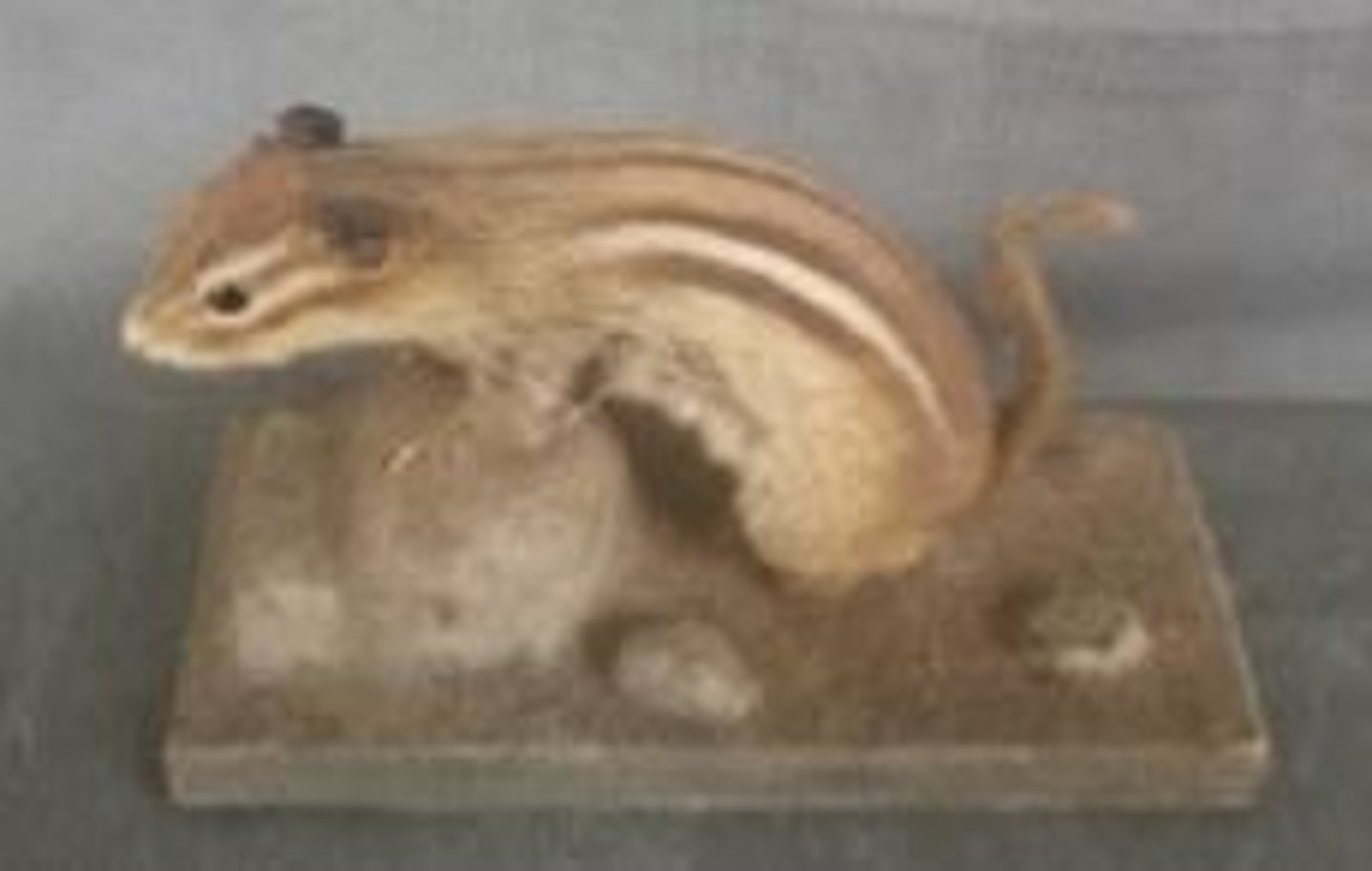 <p>What animal is this?</p>