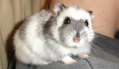 <p>hamster</p>