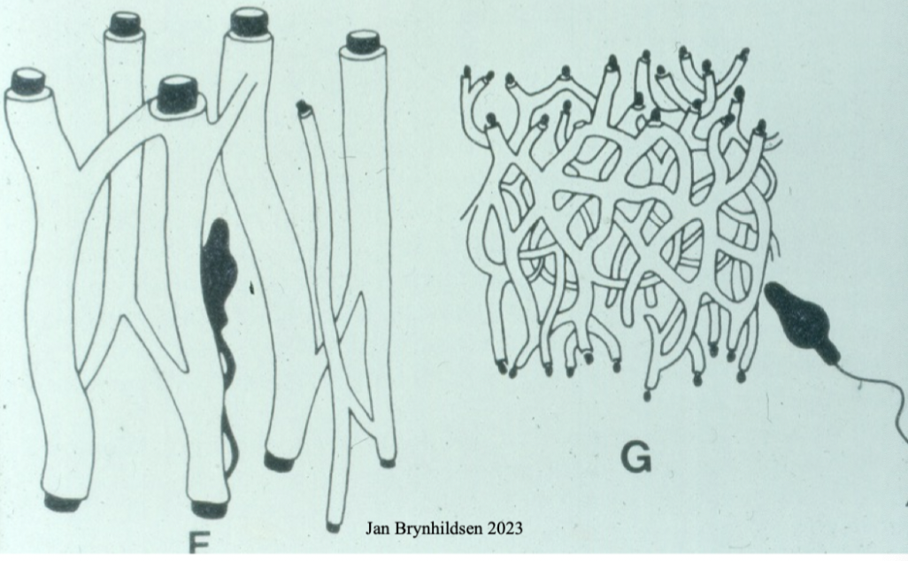 <p>Vad visar bilden? </p>