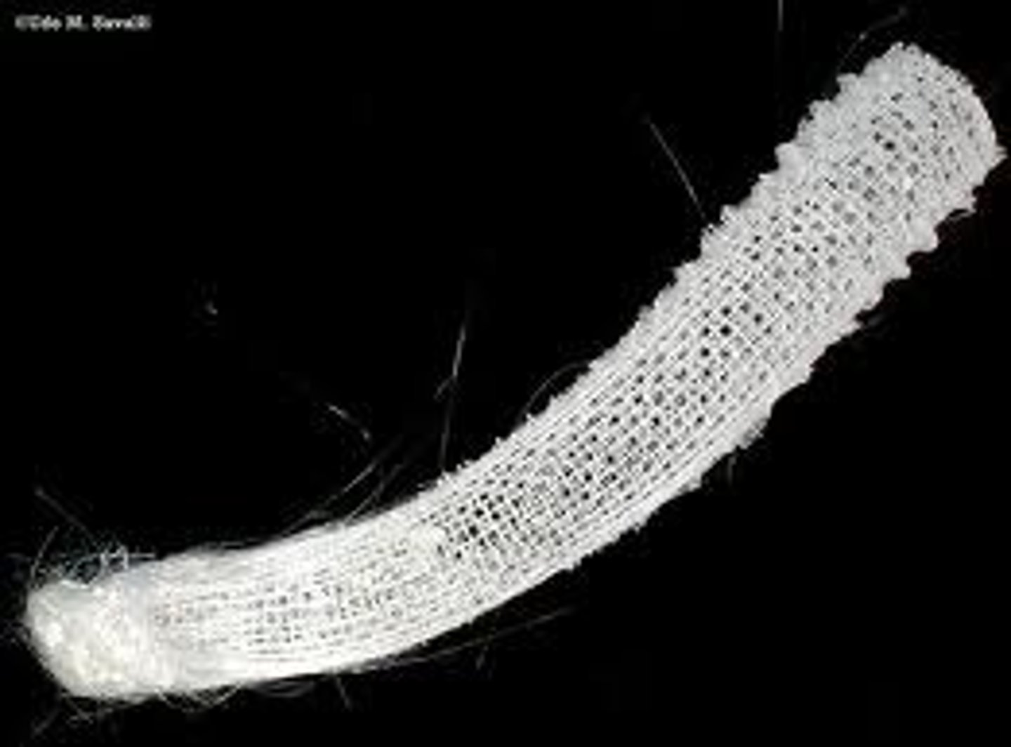 <p>Class of sponges</p><p>- spicules are 6-pointed and are made of silica</p><p>- "glass sponges"</p><p>- they have fiberglass at the bottom</p>