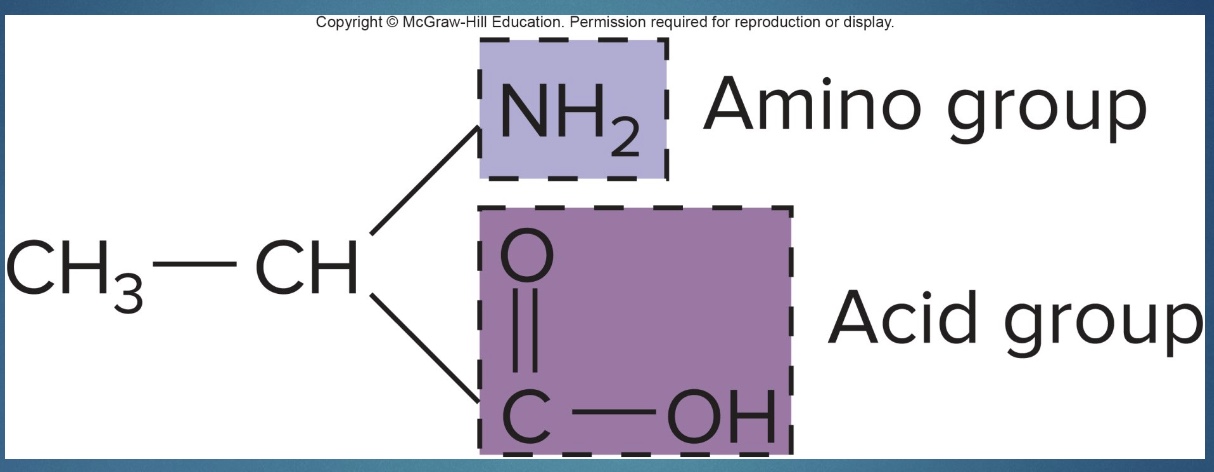 <p>-take amine group of AA; amine group becomes urea that is excreted in urine</p><p>-left with a glucose molecule that can enter metabolism/the Krebs cycle (<mark data-color="red" style="background-color: red; color: inherit;">can become pyruvate or acetyl CoA</mark>)</p><p>-occurs in liver</p><p>*N unique to AA</p>