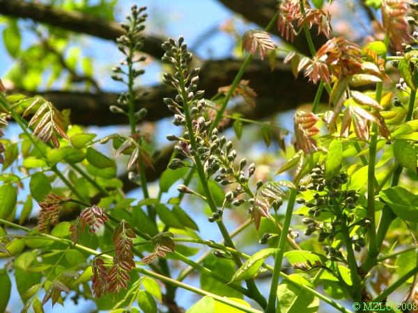 <p><span>nahovětvec dvoudomý</span></p>