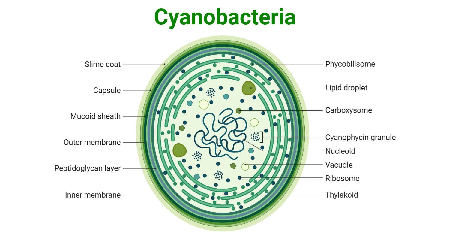 <p><strong>Cyanobacteria is; </strong></p>