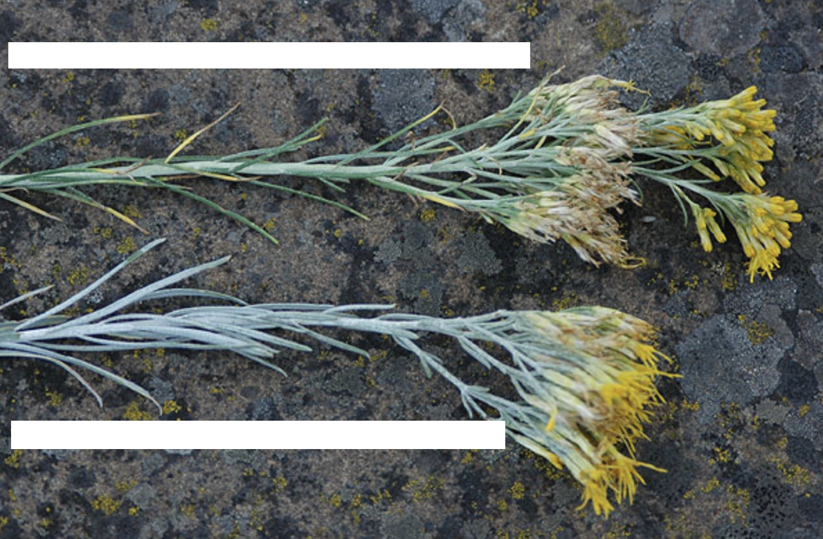 <p>What is the above plant’s scientific name?</p>
