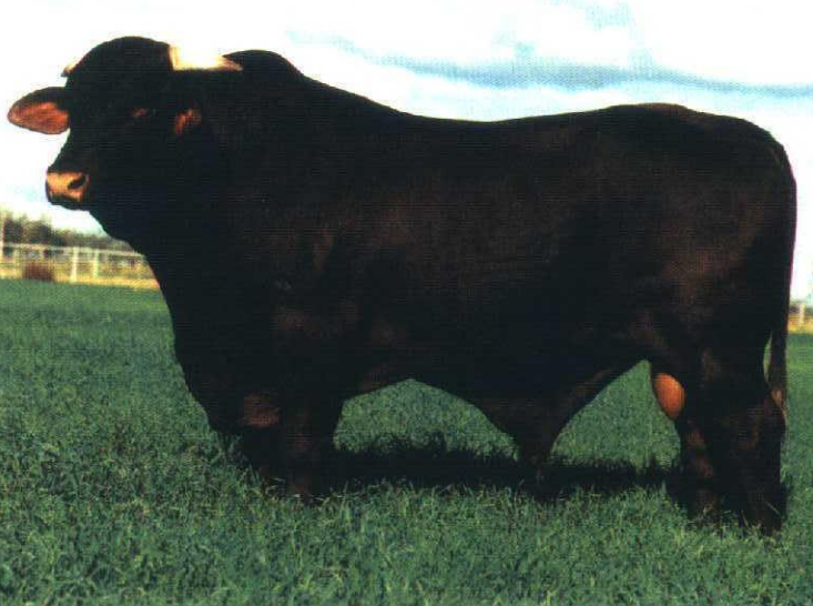 <p>breed, type, and place of origin?</p>