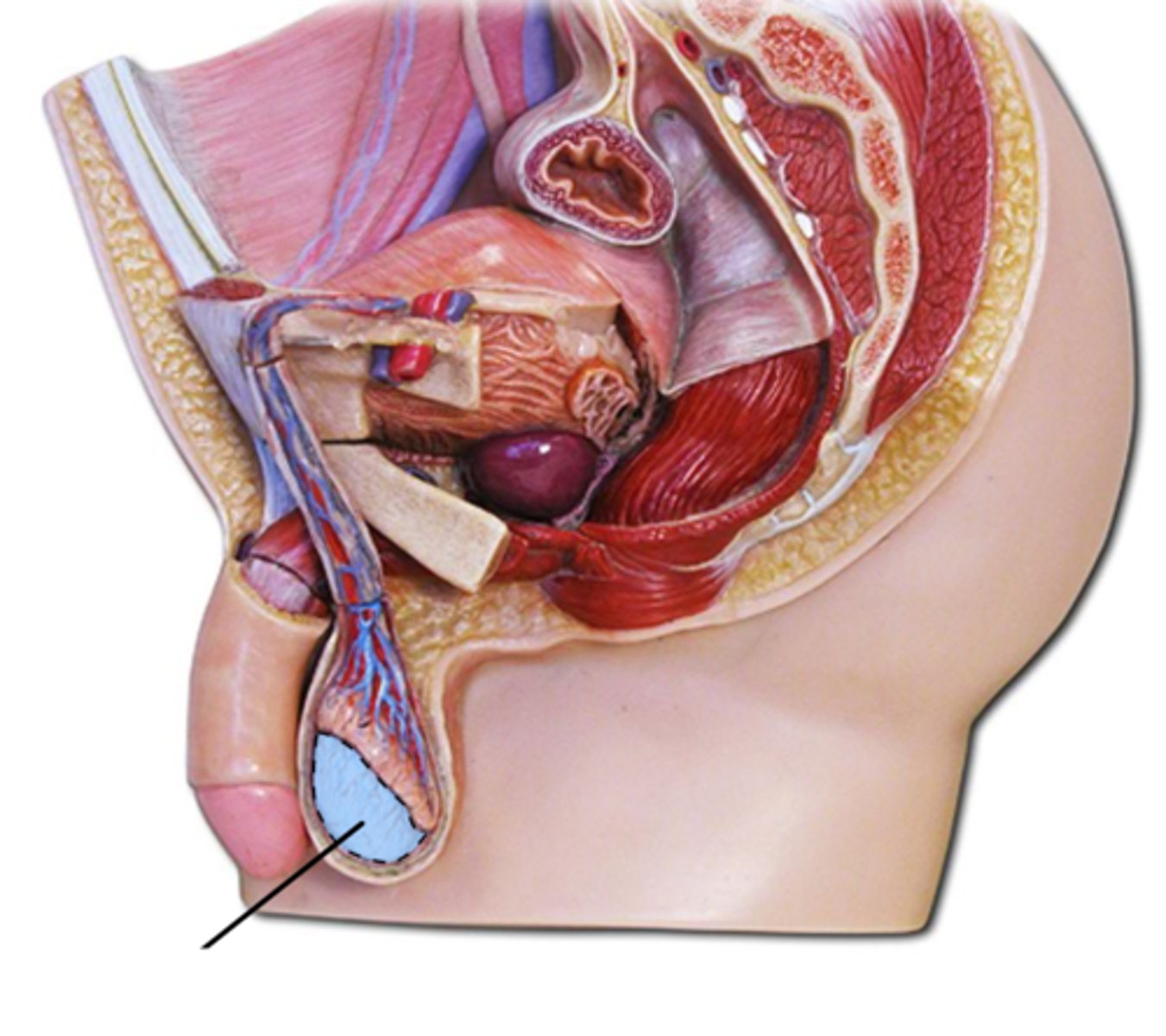 <p>Name this highlighted structure.</p>