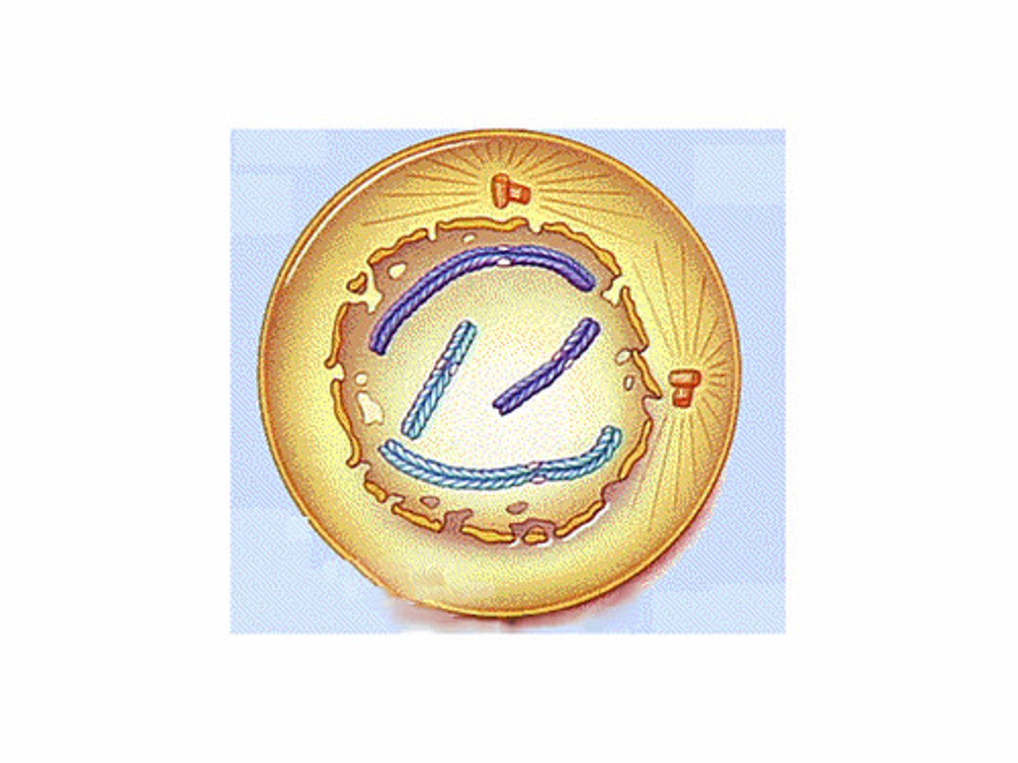 <p>First phase of mitosis in which chromosomes become visible and nuclear membrane disappears</p>