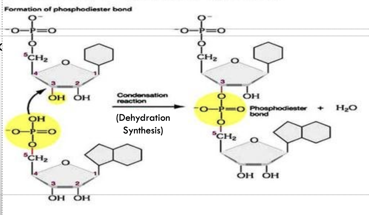 <p>is a chemical reaction that involves the removal of water to join two or more molecules, commonly seen in the formation of polymers. </p>