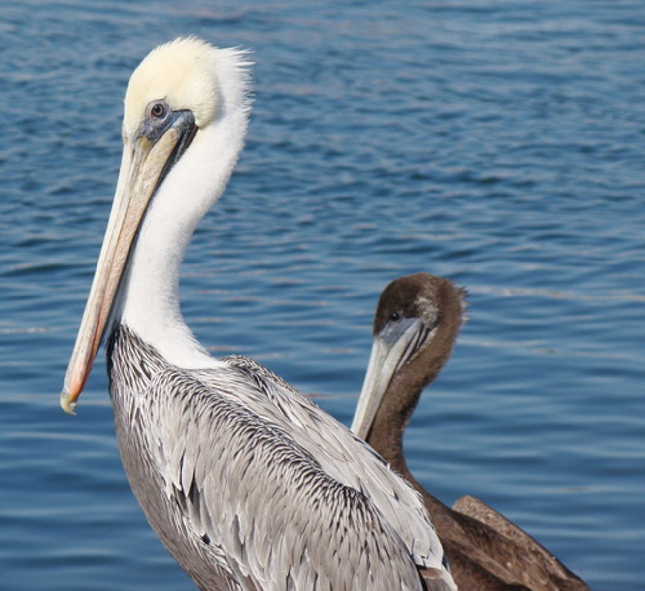 <p>pelican</p>
