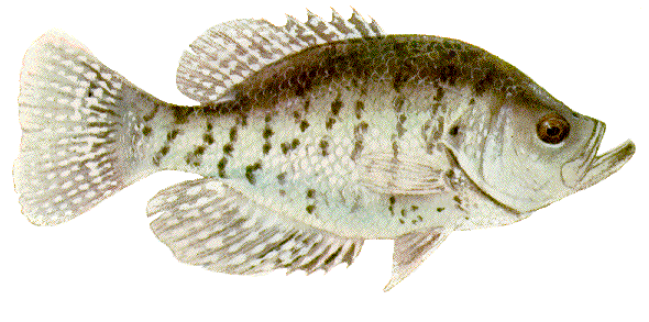 <p>White Crappie</p>