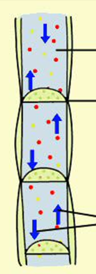 <p>Made of cells with holes, water and food, two way, transports hormones</p>