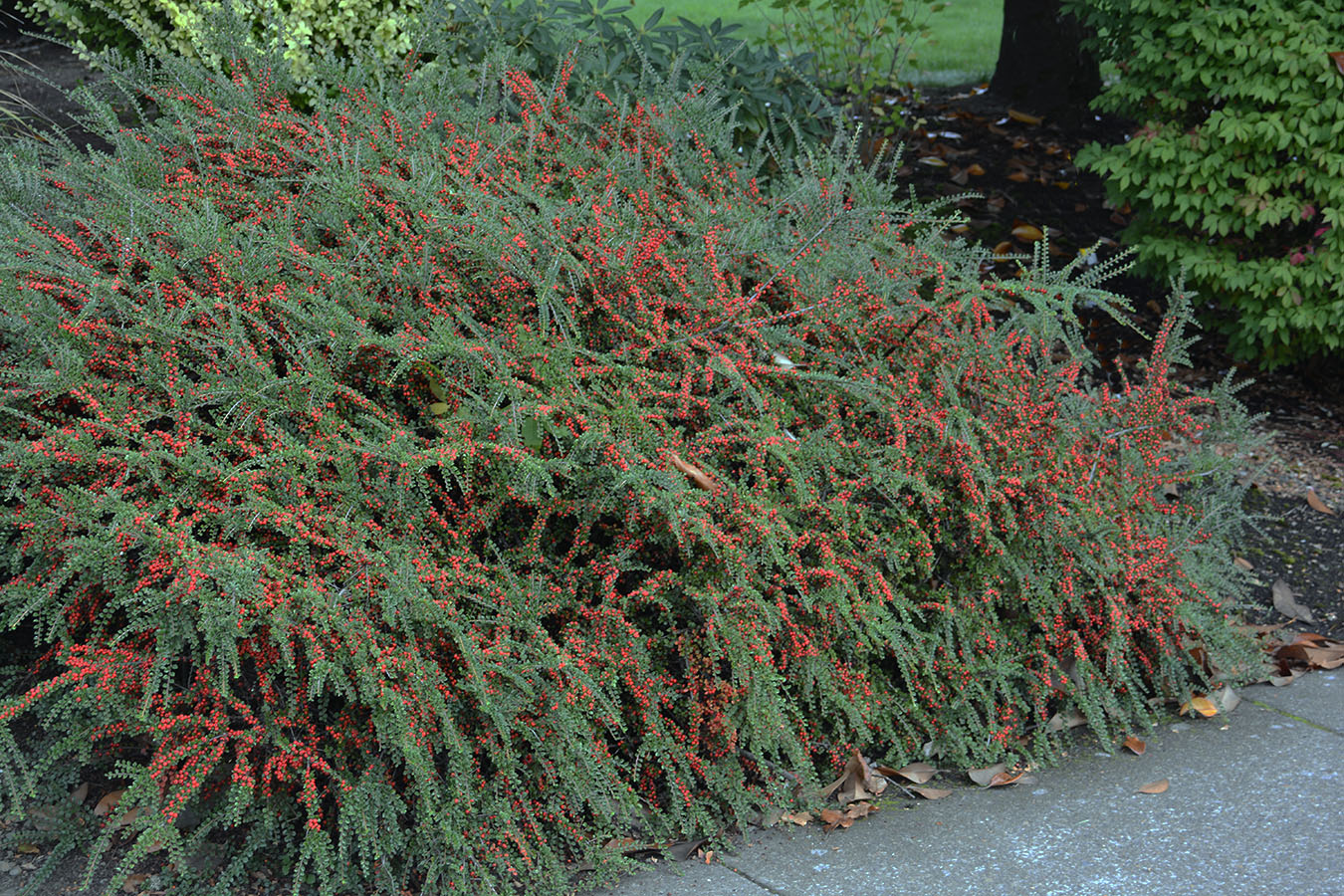 <ul><li><p>semi-decid, low spreading shrub</p></li><li><p>2-3’ t, 10’ w</p></li><li><p>native to China, Taiwan</p></li><li><p>full sun, part shade</p></li><li><p>low water</p></li><li><p>decid, simple leaves; round, 0.5”, entire margins, dark green to fall color, alternate</p></li><li><p>white to pink flowers; 0.5”</p></li><li><p>pome fruit; red, 0.5”, shiny</p></li><li><p>not cold enough in CA to love their fruits; decid depending on climate </p></li><li><p>very invasive</p></li><li><p>horizontal tiers of criss-crossing branches</p></li><li><p>in front of CNR behind the olive tree</p></li></ul><p></p>