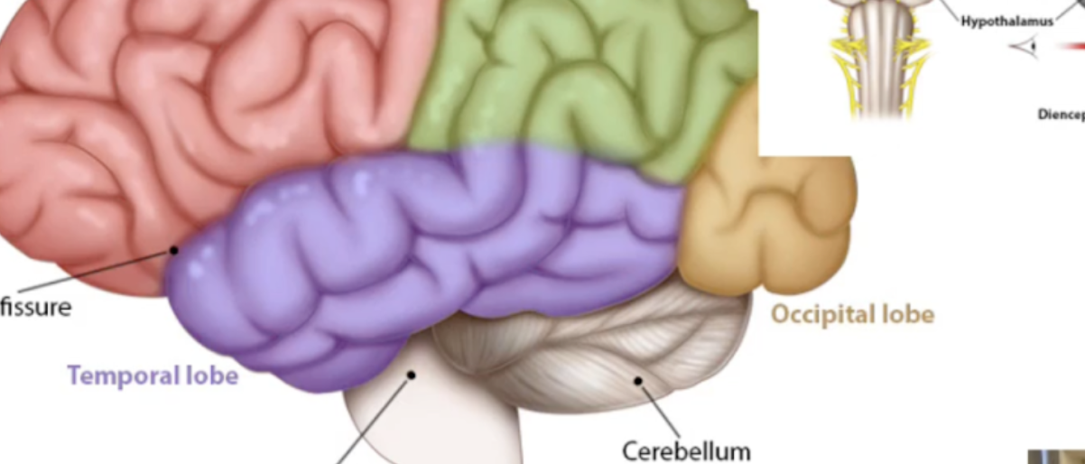 <p>Occipital Lobe</p>