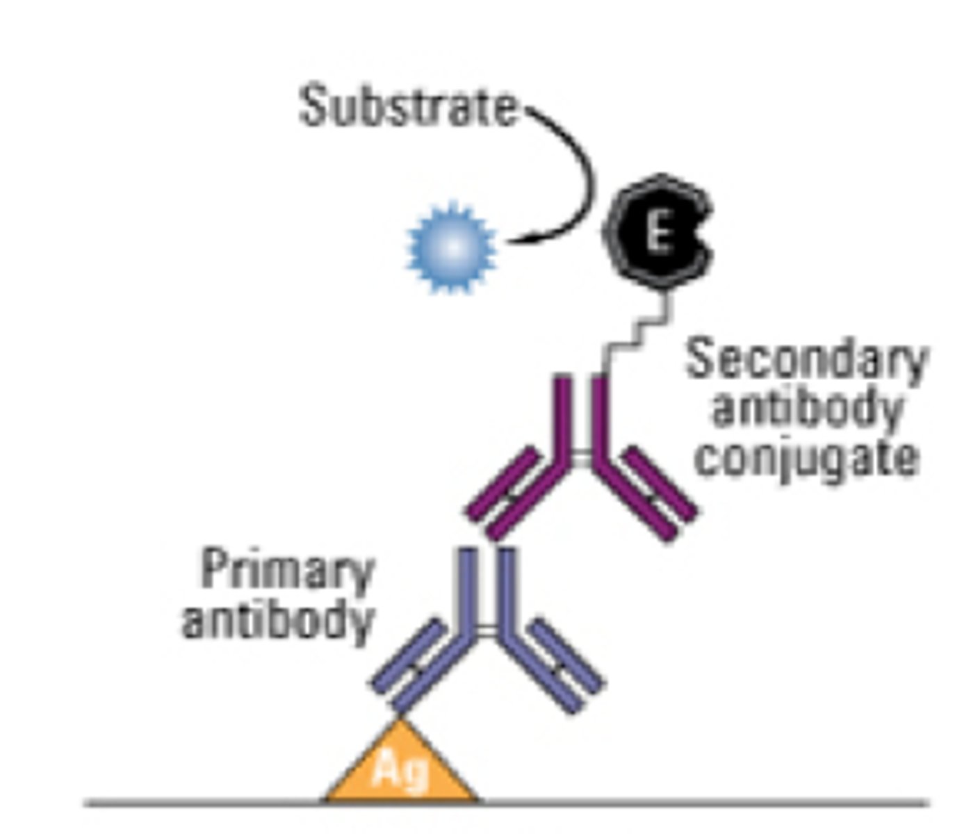 <p>enzyme-linked immunosorbent assay, sensitivity is due to the enzyme in which 1 molecule catalyzes the same reaction multiple times, producing many molecules of the colored/fluorescent product that can be detected visually/spectroscopically</p>