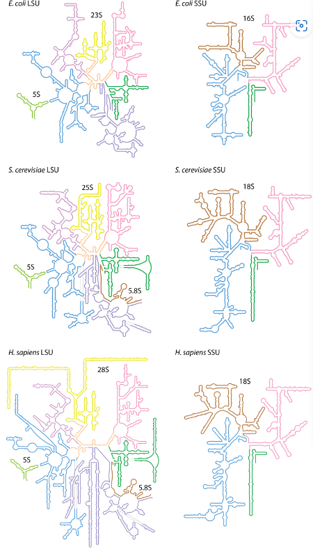 <p> A great deal of intra-strand sequence complementarity</p>
