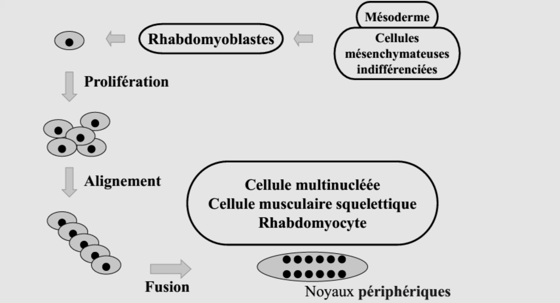 <ul><li><p>Différenciation de cellules mésenchymateuses en rhabdomyoblastes mononuclées </p></li><li><p>Prolifération, alignement puis fusion des rhabdomyoblastes pour donner naissance à un rhabdomyocyte plurinuclée </p></li></ul><p></p>