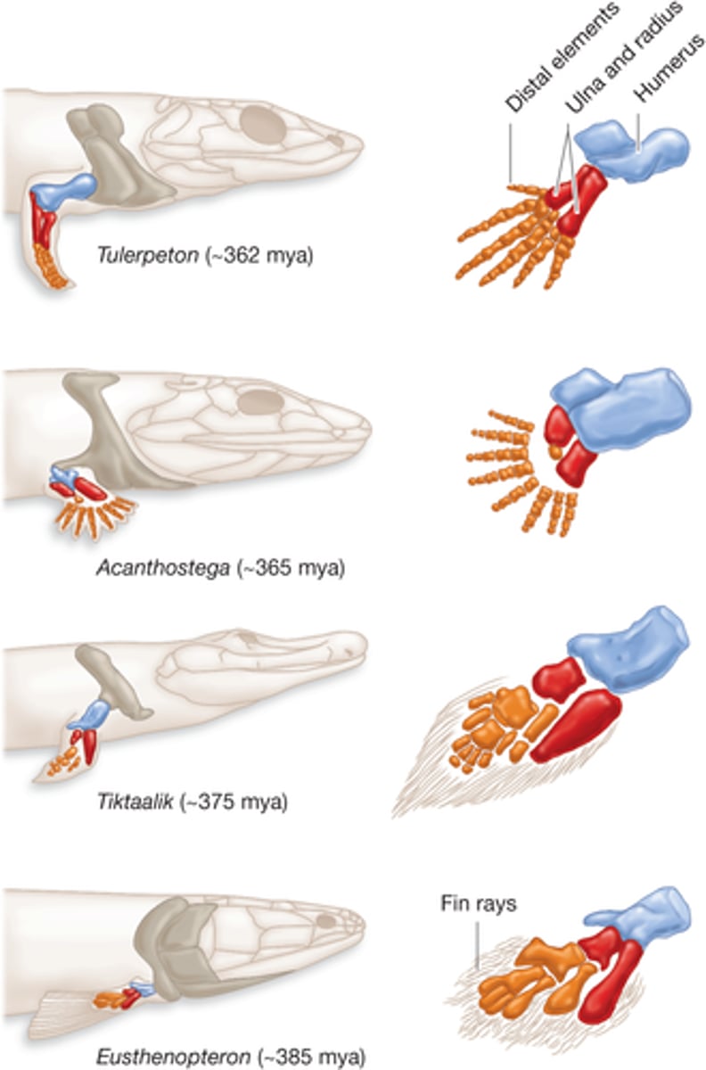 <p>A trait(s) that is an intermediate stage of evolution between fossilized species and their most recent descendants</p>