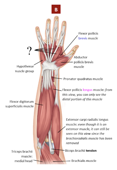 <p>superficial muscles located at the palmar side of the metacarpals </p><ul><li><p>extends the knuckles</p></li></ul><p></p>