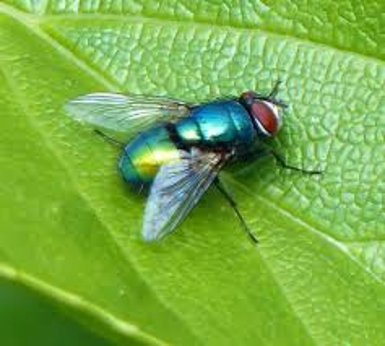 <p>Fly Family</p>
