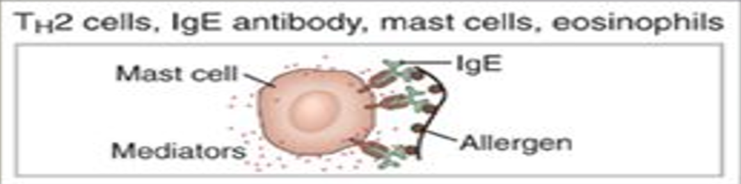 <ul><li><p>mast derived mediators (vasoactive amines, lipid mediators, cytokines)</p></li><li><p>cytokine mediated inflammation (eosinophils, neutrophils)</p></li></ul><p></p>