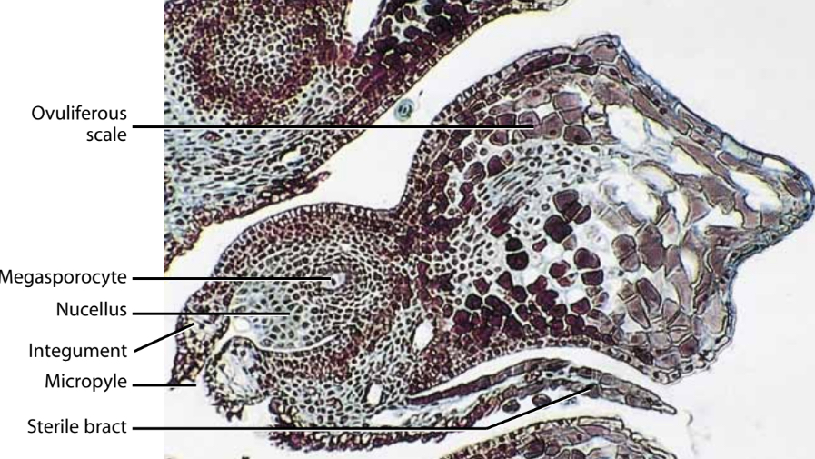 <p>Consists of the ovuliferous scales- which bears two ovules on its upper surface and a sterile bract </p><p>Scales are arranged spirally around the axis of the cone. </p>