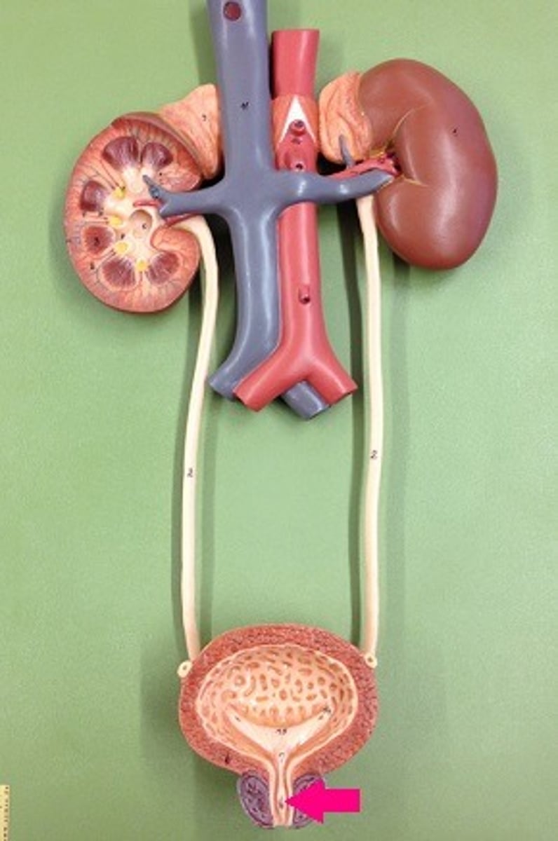 <p>Identify this urinary system structure.</p>