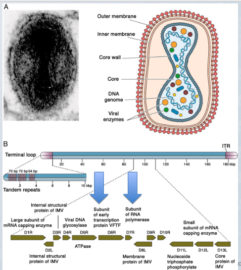 linear dsDNA, ITRs at the end of the genome, encodes at least 200 genes. dumbbell shaped core with nucleic acid, virion contains lateral bodies with various enzymes