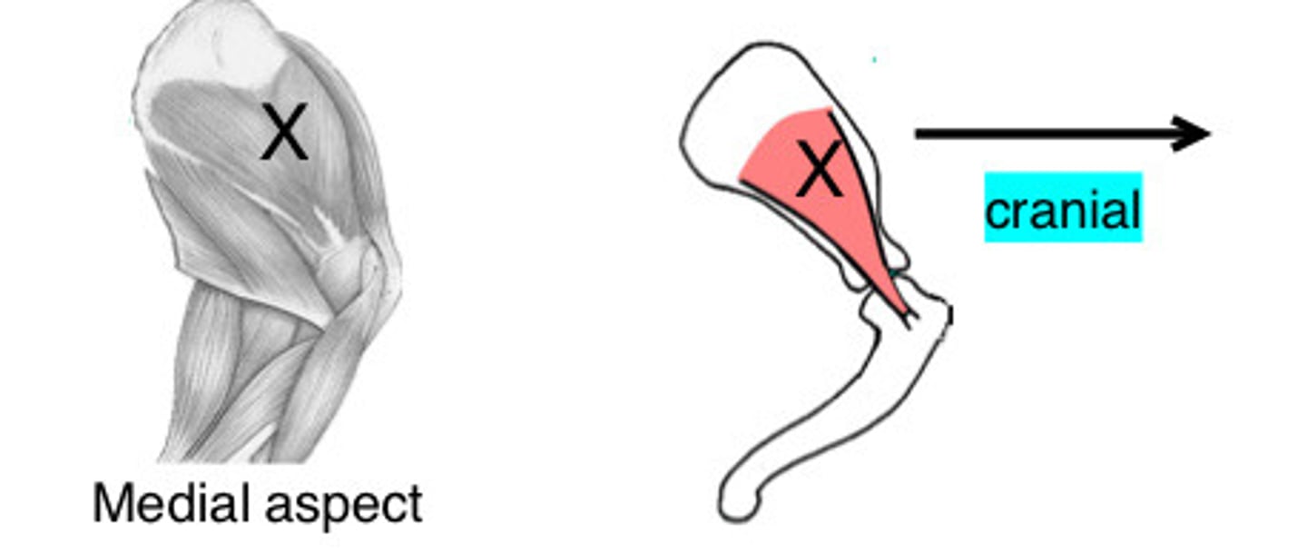 <p>What muscle is labeled X in this image?</p>