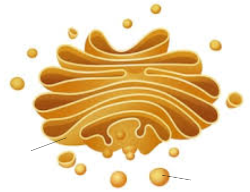 <p><span style="color: rgb(246, 178, 107);"><span>identify & label the organelle</span></span></p>