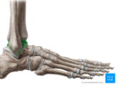 <p>Dice-shaped ankle bone, above Calcaneus  </p>