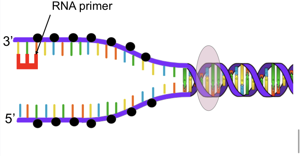 Primase
