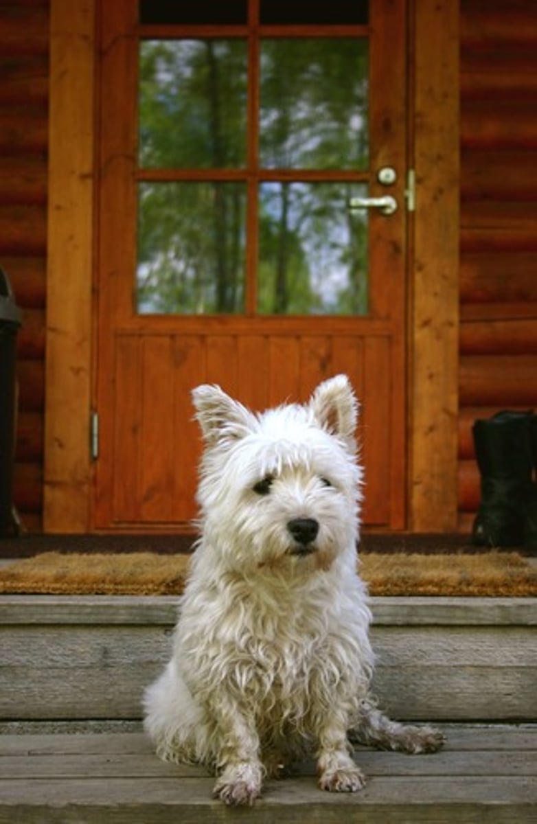 <p>Does he/she have a dog?</p>