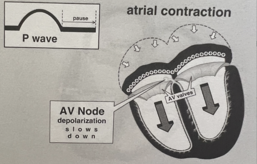 <ul><li><p>Acts as a <strong>gatekeeper</strong> between atria and ventricles</p></li><li><p>Slow conduction allow time for:</p><ol><li><p>Atrial contraction (atrial kick)</p></li><li><p>Ventricular filling</p></li></ol></li><li><p>Can act as a <strong>backup pacemaker</strong> if SA node fails</p></li></ul><p></p>