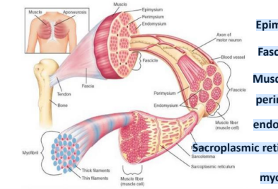 <p>Epimysium</p><p>Fascicles</p><p>Muscle fibers</p><p>perimysium</p><p>endomysium</p><p>Sacroplasmic reticulum</p><p>myofibril</p>