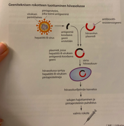 Perinteinen = Vaikutus perustuu heikennettyihin tai tapettuihin mikrobeihin tai niiden osiin.

Geenitekninen = Sisältää ainoastaan taudinaiheuttajan pintaproteiineja, jotka toimivat elimistössä puolustusjärjestelmän käynnistävänä antigeeninä. 

> Valmistetaan **yhdistelmä-DNA-tekniikalla:**


1. antigeeninä toimivaa pintaproteiinia koodaava geeni eristetään taudinaiheuttajamikrobista ja liitetään hiivasolun tai bakteerin plasmidiin.
2. Hiivasolut lisääntyvät → niiden plasmidit kahdentuvat ja siirtyvät tytärsoluihin.
3. Siirtogeeniset hiivasolut tuottavat viruksen pintaproteiinia, joka eristetään ja käytetään rokotteessa. 