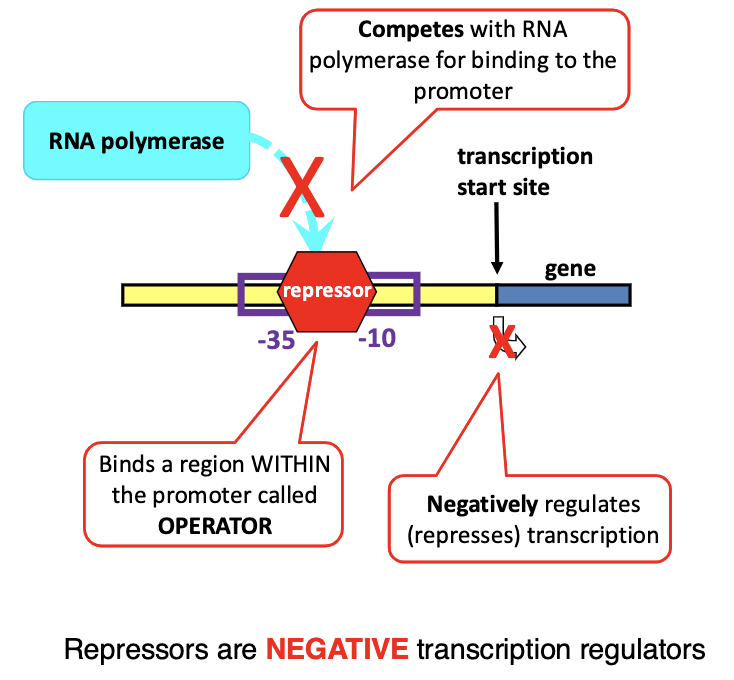 <p>binds a region within the promoter region called operator</p>