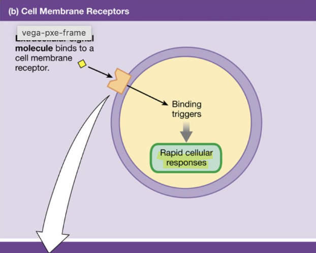 <p>Bind to the <strong>surface membrane </strong>receptors and produce effects through a <strong>second-messenger system/cascade</strong></p><ul><li><p>Hates lipids, likes H<sub>2</sub>O (doesn’t want to bypass the lipid bilayer)</p></li><li><p>Last messenger of cascade acts on intracellular targets to create response</p></li><li><p>Response can include changes to/creation of:</p><ul><li><p>an enzyme</p></li><li><p>muscle contraction</p></li><li><p>cytoskeletal movement</p></li><li><p>change in protein synthesis</p></li><li><p>alteration of membrane transport</p></li></ul></li></ul><p><strong>Rapid cellular responses</strong></p><p></p>