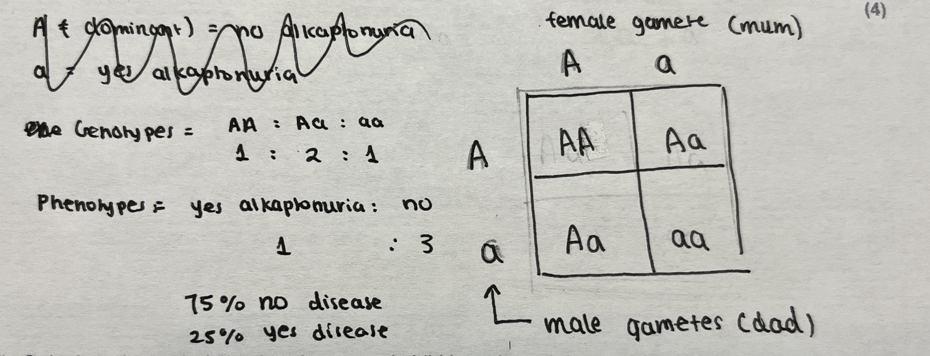 <ul><li><p>Determine the parental genotypes: Parents Aa and Aa (1).</p></li><li><p>gametes A and a (1) CLEARLY SHOWN</p></li><li><p>offspring genotypes AA Aa aa (1) combinations written down</p></li><li><p>offspring phenotypes or ratio 3 no symptoms to 1 alkaptonuria / eq (1).</p><ul><li><p>Mr wilson says to write percentage as well (75% no disease 25% yes disease)</p></li></ul></li></ul><p>b) 3/4 x 1/2 = 37.5%<br>3/4 will not have the condition<br>1/2 male (the other 50% female)</p>