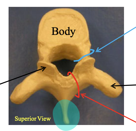<p>Name the highlighted structure.</p>