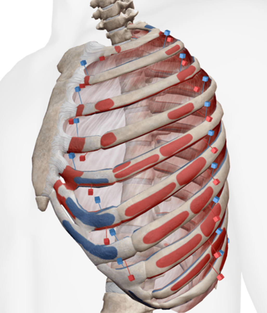 <p>superior border of rib below</p>