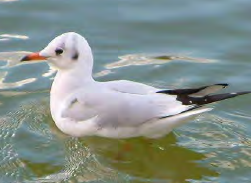 <p>Gaviota reidora </p>