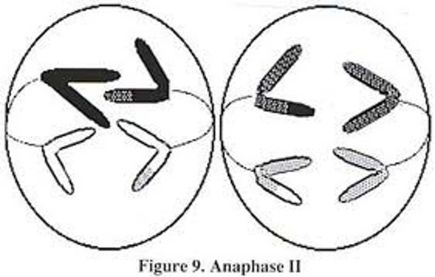 <p>sister chromatids separate</p>