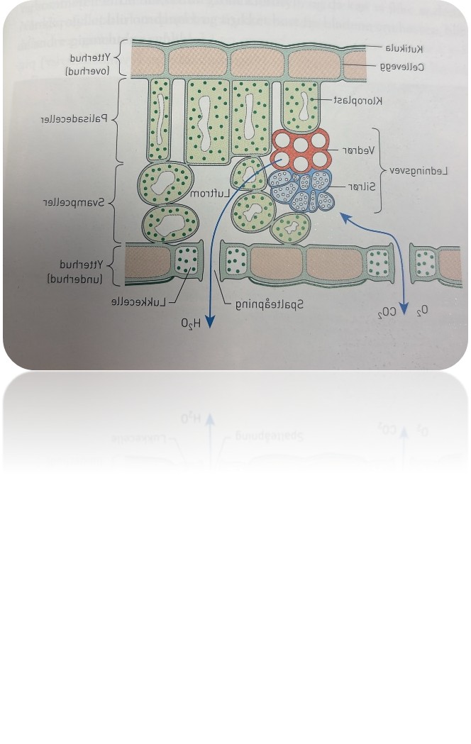 <p><span style="font-family: Calibri, sans-serif; line-height: 115%;"><span>Hos de fleste planter er bladene bare noen få cellelag tykke, og sollyset slipper inn i alle cellene. Grunnvevet i bladene består som regel av to ulike typer celler: palisade celler og svampeceller.</span></span></p><p>Begge celletypene har kloroplaster, og i disse celletypene foregår det meste av fotosyntesen. Palisadevveet, som liggger like under overhuden. Det består av langstrakte, boks-fprmede celler som ligger tett i tett. Inni palisadecellene sirkulerer cytoplasmaet slik at organeller går rundt og rundt. Da kommer alle kloroplastene nær overflaten, og dermed kan de fange mest mulig av solenergien. Under palisadevevet danner svampeceller svampevevet. Her er cellene rundere og mer uregelmessige i formen, med store luftrom mellom dem med luft som inneholde roksygenass, karondioksid og vanndamp. Under svampevevet finner vi underhuden med mange spalteåpneinger som kan åpnes og lukkes ved hjelp av lukkeceller. Spalteåpningene reulere hvor mye oksygengass, karbondioskkif og vanndamp som kan slippe inn og ut av bladet.</p><p class="MsoNormal">Plantens totale bladarela er stort slik at lysabsorbsjonen kan bli stor. Noen planter kan vende bladene mot lyset etter som sola beveger seg på himmelen i løpet av dagen. Dette kaler vi heliotropisme. Andre planter vokser mot lyset. Dette kaller vi fototropisme. Dermed kan de fange større mengder av solenergien og driver mer fotosyntese. Også andre plantedeler enn bladene kan ha grlnn farge av klorofyll, men det foregår ikke noe vesentlig i for eksmepel rønne stengler sammenliknet ,med i bladnee. Kaktus har en pesiell bygningg og er et unntak. Kaktuskroppen er stengelen, og de rksjer fotosyntesen. Tornene er bladene, og i dem skjer det omtrent ingen fotosyntese.</p>