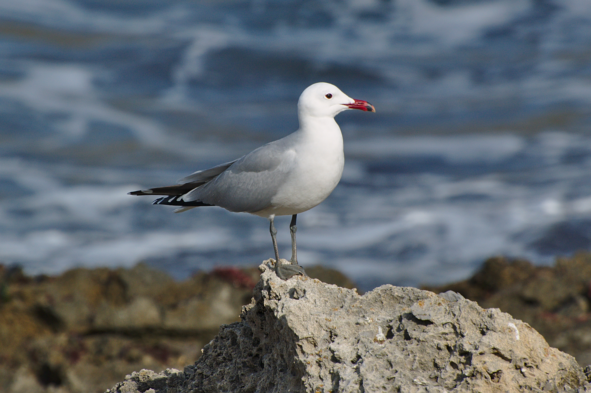 <p>Red beak with black circle, dark legs, no white band around the wings, flying &gt; 20m above sea level, smaller than Lm, solitary.</p>