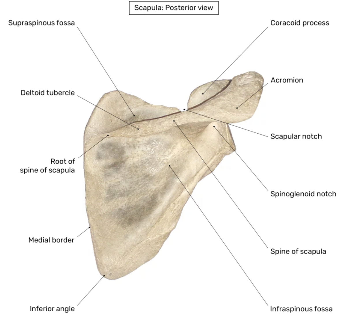 <p>Een <strong>haakvormig uitsteeksel</strong> aan de voorkant van de scapula voor <strong>spier- en ligamentaanhechting</strong>.</p>