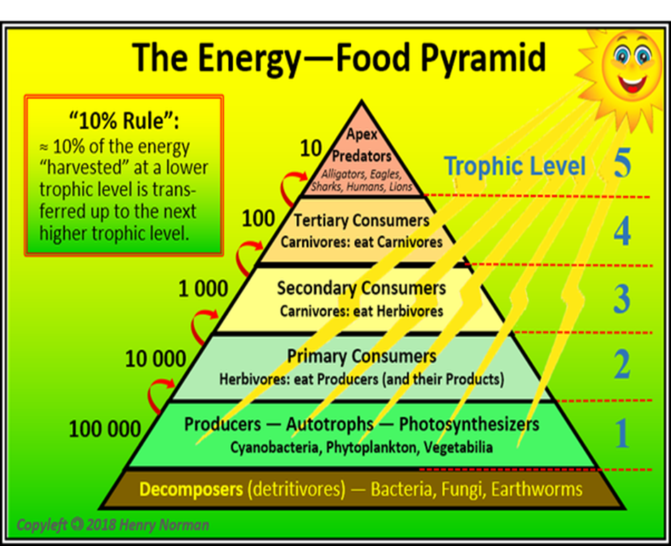 <p>show the relative amount of biomass, numbers or energy contained within each trophic level in a food chain/web</p>